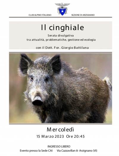 IL CINGHIALE